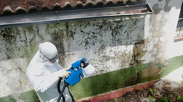 Mold Removal service in Carrollton